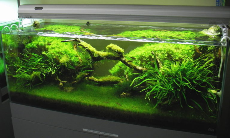co2 fish tank