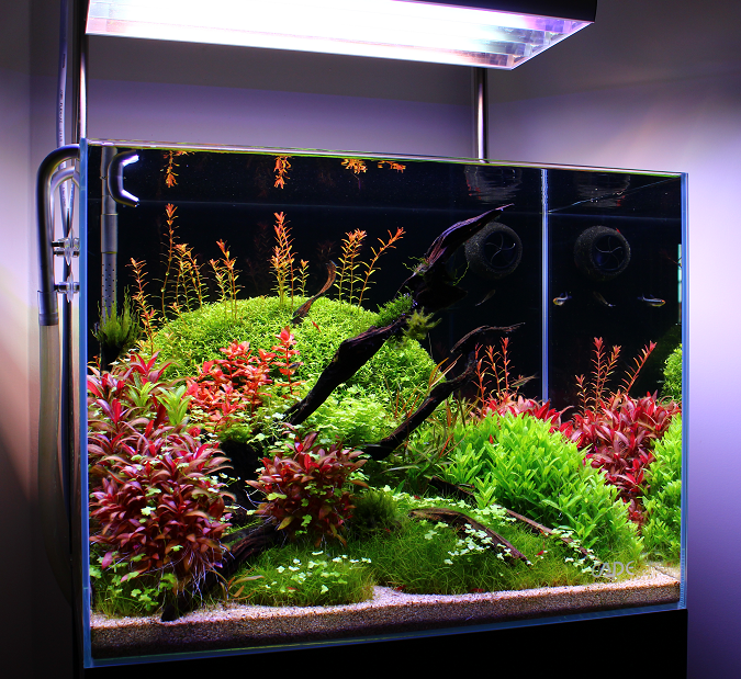 Planted Archives  Aquarium Architect Custom Fish Tanks Sydney