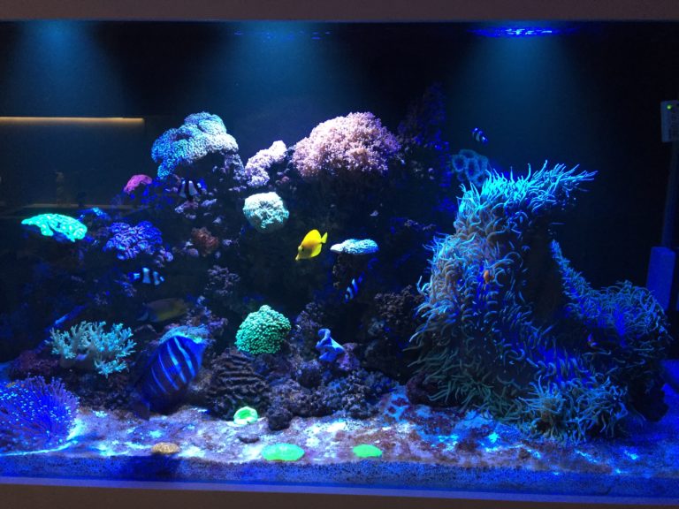 Custom Apartment Luxury Reef Aquarium - Aquarium Architect- Custom Fish ...